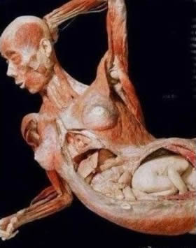 孕妇和胎儿标本